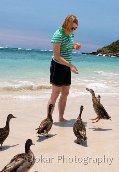 Lord Howe Island_20061208_037.jpg